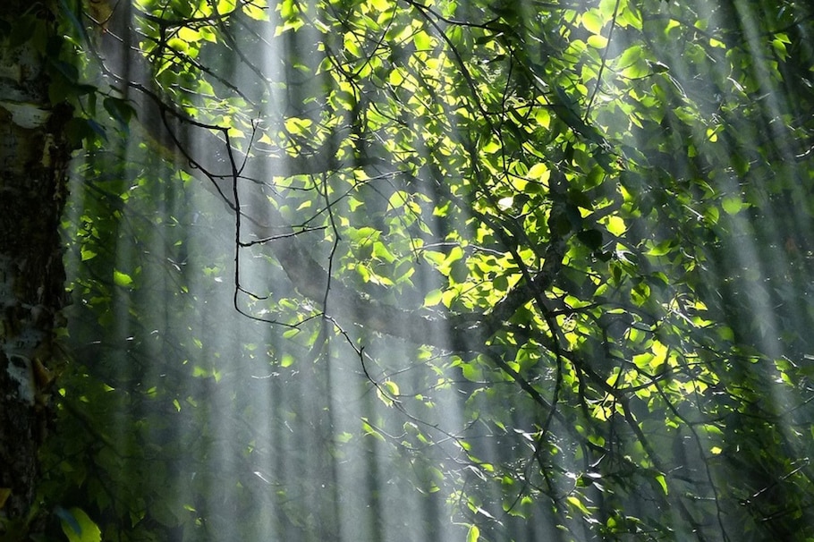 Lichtung, Licht, Sonnenschein, Baumkrone, Blätter, Baumfoto