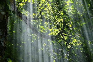 Lichtung, Licht, Sonnenschein, Baumkrone, Blätter, Baumfoto