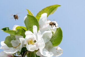 blauer Himmel im Hintergrun, fliegende Bienen, Blüten, grüne Blätter