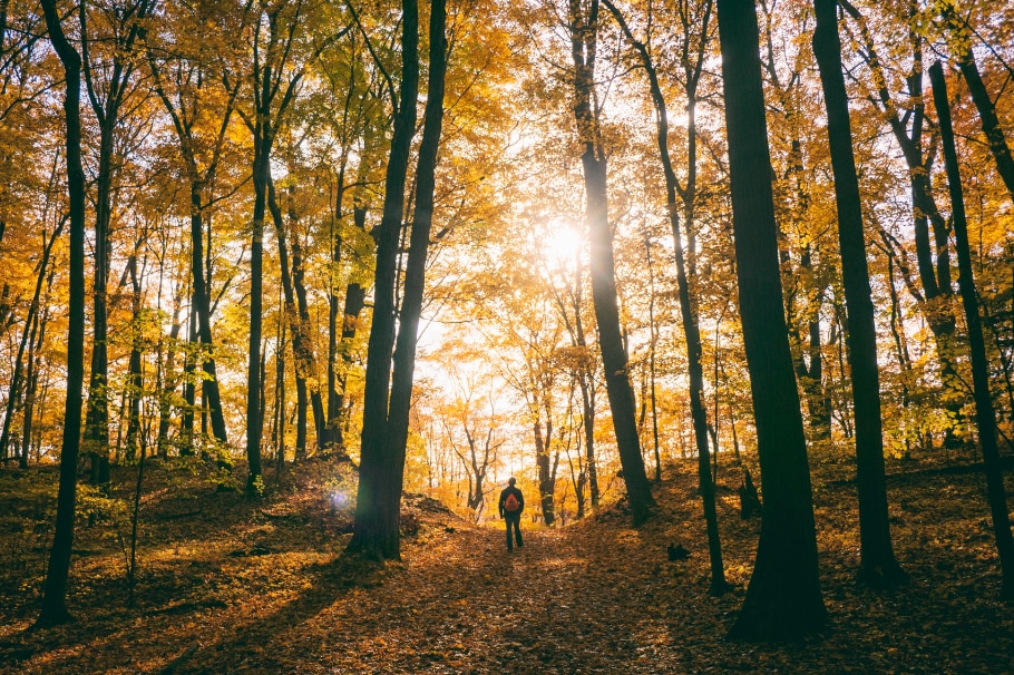 Mann geht in herbstlichem Wald spazieren