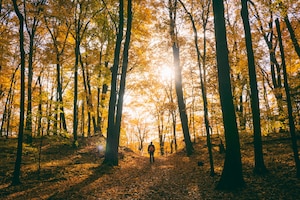 Mann geht in herbstlichem Wald spazieren