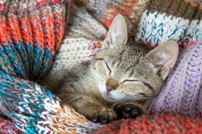 Katze schläft in Wollsocken - und ist ein gutes Haustier für Kinder