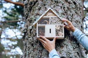 Insektenhotel, Baum, Natur, Hände