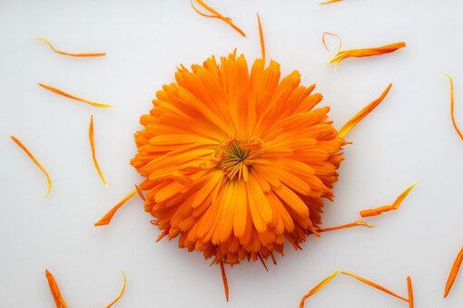 Ringelblume, Blüten, Narbenpflege