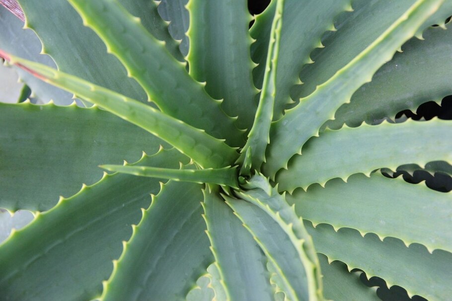 Aloe Vera Pflanze, Blätter, Close up