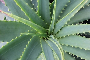 Aloe Vera Pflanze, Blätter, Close up