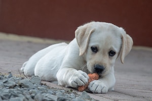 Weihnachtsspenden, Ideen, Hund, Futter, Gutes tun