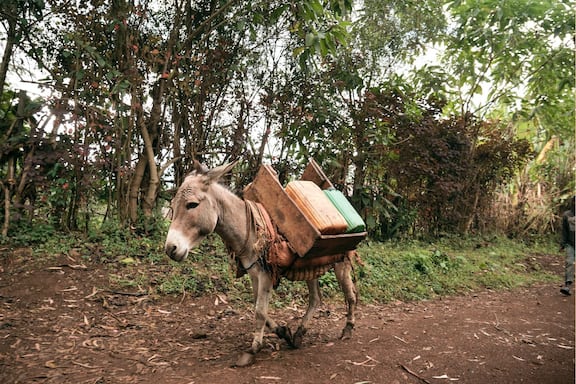 Esel, Transport, Äthiopien