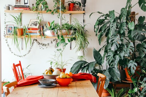 Zimmerpflanzen in Küche mit Regalen