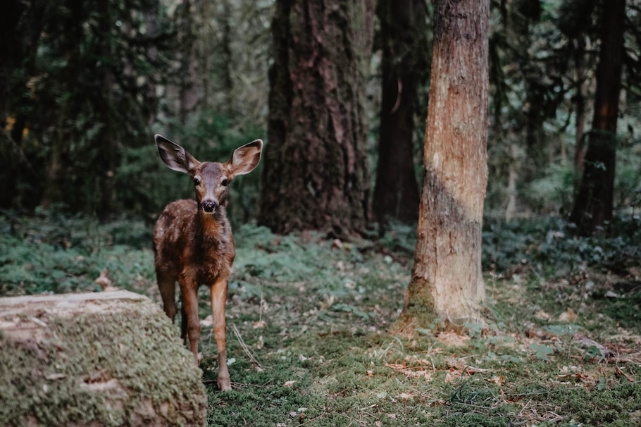 Reh im Wald