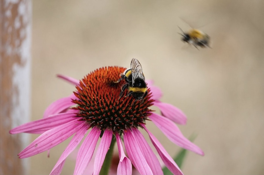 Echinacea, Sonnenhut, Pflanze, Heilpflanze, Wirkung, Gesundheit