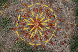 Blüten, Wiese, Arrangement, Kunst