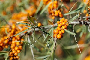 Sanddorn, Zweig, Früchte, Natur