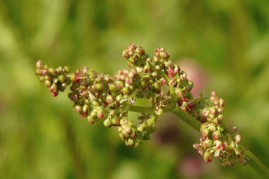 Blüte, Sauerampfer, Natur