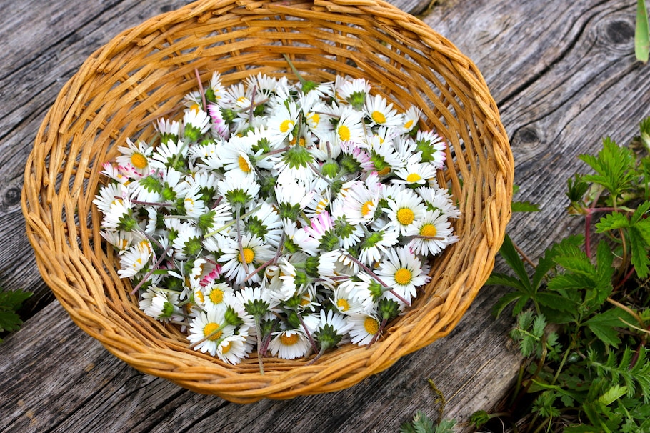 Gänseblümchen