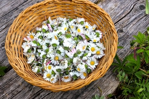 Gänseblümchen