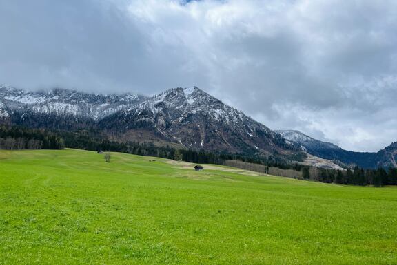 Grüne Almwiese vor Berg