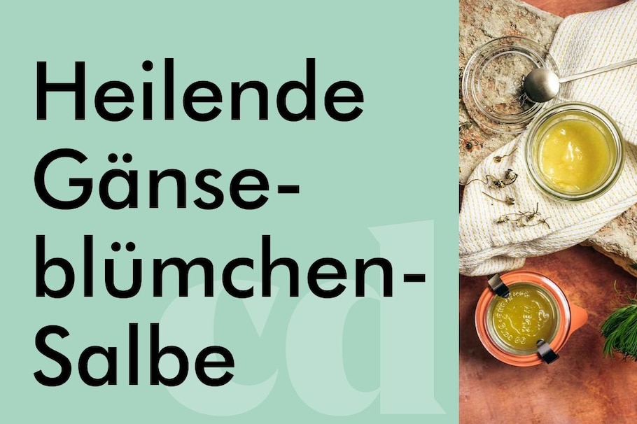 Gänseblümchensalbe DIY>