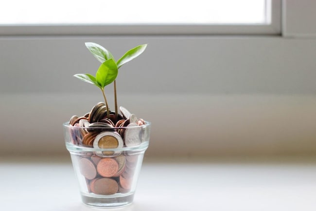 Pflanze wächst zwischen Münzen