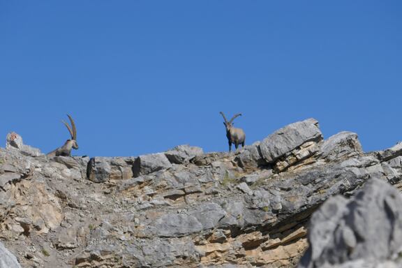 Wildlife Beobachtung in den Lechtaler Alpen