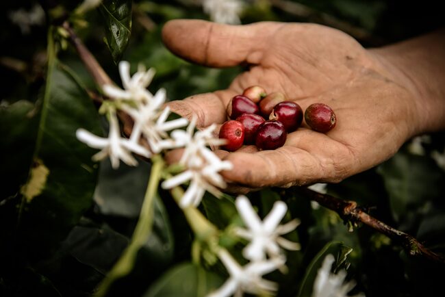 hand die unverarbeitete kaffeebohnen hält