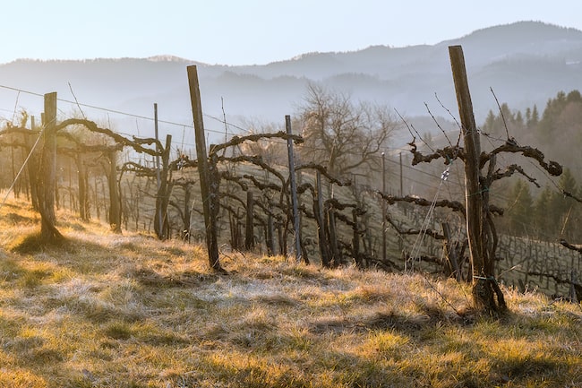 Weingarten im Winter in Pößnitz, Südsteiermark. Der Boden ist von Raureif überzogen, die Berge im Hintergrund liegen hinter einem Nebelschleier.