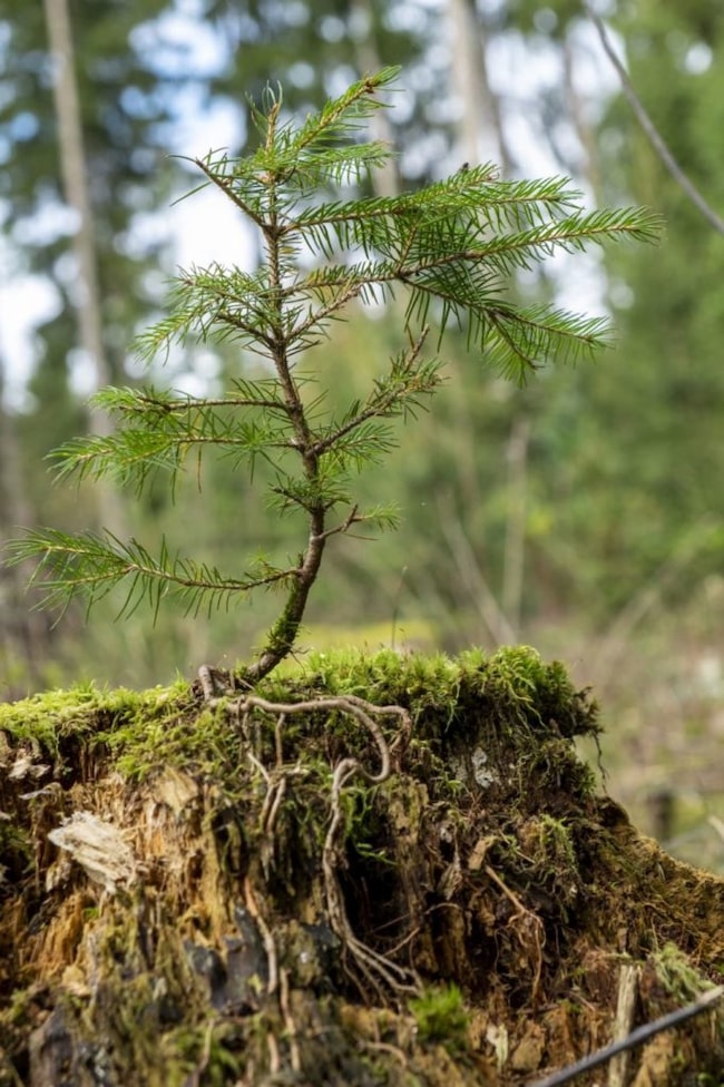 Terra Mater Wald Setzling