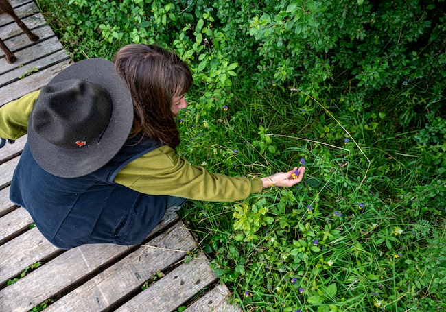 Frau begutachtet eine Blüte auf einer Wiese im Nationalpark Hainich